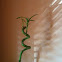 Lucky Bamboo