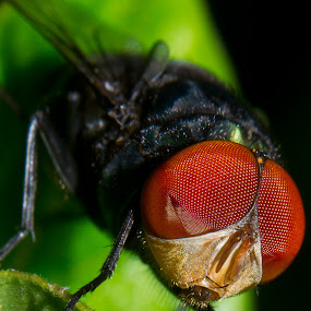 Face of the fly by Eko Janu - Animals Insects & Spiders