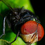 Face of the fly by Eko Janu - Animals Insects & Spiders