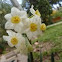 Narciso Papyraceus