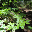 Selaginella