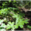 Selaginella