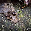 Bigheaded Ant