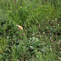 Monarch butterfly