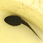 tadpole