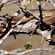 Graham's crayfish snake