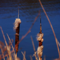 Biodiversity in the Netherlands