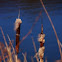 Typha latifolia
