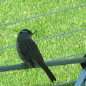 White-crowned Sparrow