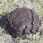 Banteng's feces
