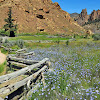 Spring Flowers at Smith Rock