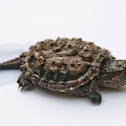 Snapping Turtle