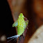 Planthopper Nymph