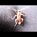 Beetle
