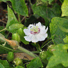 Passion Flower