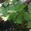 Cilantro / coriander