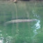 West Indian manatee