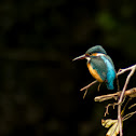 Kingfisher