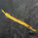 Pez Trompeta Amarillo / Chinese Trumpetfish