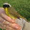 Common Yellowthroat