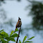 Red-whiskered Bulbul(紅耳鵯)