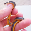 Ringneck Snake