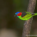 Red-necked Tanager