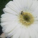 Gerbera