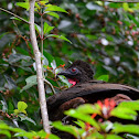Crested Guan
