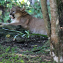 Puma