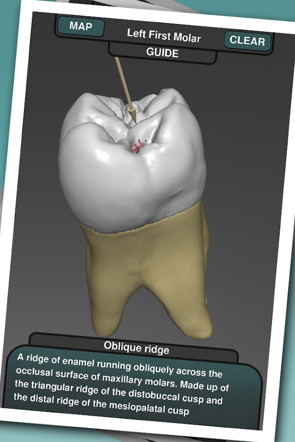 Real Tooth Morphology Free — приложение на Android