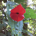 Hot Lips