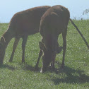 Ciervo- Red deer