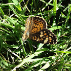 Monarch Butterfly