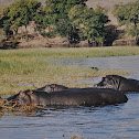 Hippopotamus