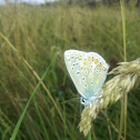 Common Blue