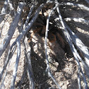 Arizona Blond Tarantula