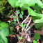 Wild Ginger