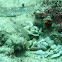 Goby and shrimp symbiosis