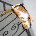 Tabby?