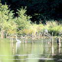 Great Egret