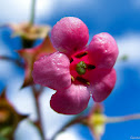 Escallonia rubra