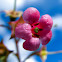 Escallonia rubra