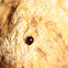 Fifteen-spotted Lady Beetle