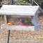 Painted Bunting