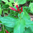 Indian Pink