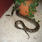 Ball python