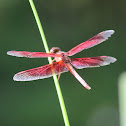 Painted Grasshawk