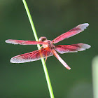 Painted Grasshawk