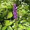 Early purple orchis